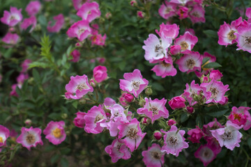 예쁘게 피어있는 찔레꽃