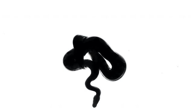 Video of snake silhouette, camera from bottom