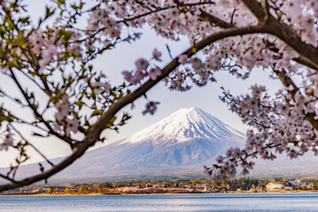 Fuji Mountain and Pink Sakura Tree with Blue Sky at Kawaguchiko Lake