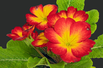 The Red-Yellow Flowers of the Primula Plant, Primula (Latin Name). Cut On Black Background