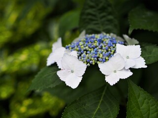 薄い青のガクアジサイ