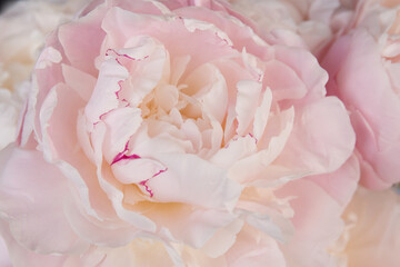 Close up view of a pink Peony. Peony is big, fluffy, fragrant flowers of genus Paeonia.