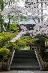 桜が咲く寺院