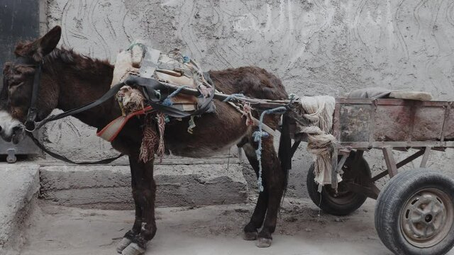 Old donkey with carriage in the medina (old town) of Marrakesh, Morocco. Working animals. Street scene in Morocco.