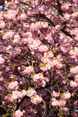 FU 2020-04-09 Kirsch 114 Kirschblüten in rosa