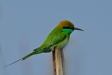 green bee-eater bird in open perch