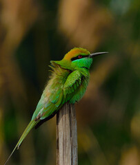 green bee-eater bird in open perch