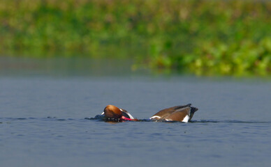 red-crested pochard bird in a lake