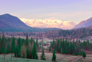 Fototapeta na wymiar The North-Chui range in the Altai Mountains. Spiky fir trees in a mountain valley, snowy mountains in the distance. Pure Nature of Siberia, Russia