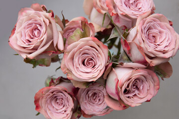 A Bouquet of Cappuccino Roses. Cappuccino roses have a spectacular color of beige brown with a slight pink raspberry edge. Floral, Love, Celebration theme