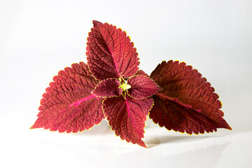 Coleus or Painted Nettles leaves. Plectranthus scutellarioides, or Miana leaves or Coleus...