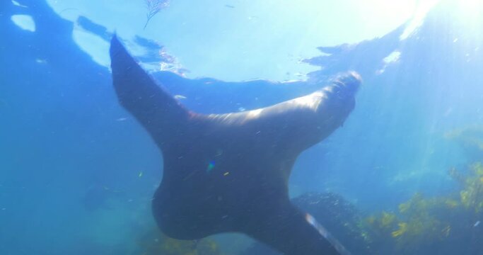 Cute Seals Swimming Underwater By Plants - Monterey, California