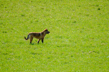 Dog standing in field on sunny day