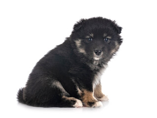 puppy Finnish Lapphund in studio