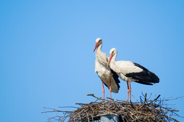 Couple of storks in nest in summer