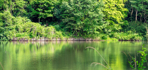 Amazing cherry flowers season in japan