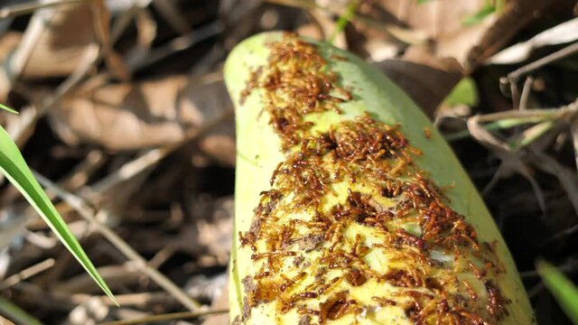 Insect bites destroy the fruit, Many insects and fruit rot, the damage of agriculture.