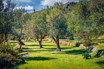Captivating spring view of olive garden. Splendid rural scene of Albania, Europe. Beauty of nature concept background..