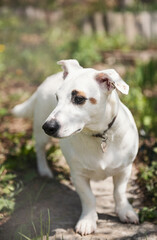 White dog breed Jack Russell Terrier