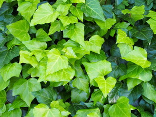 一面のアイビー