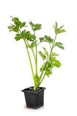 celery in pot