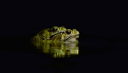 Asian common toad animal in the night