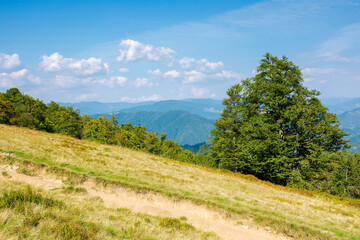 beech trees on the grassy meadow. mountain scenery on a bright afternoon in early autumn. wonderful nature background in sunny weather. travel back country concept
