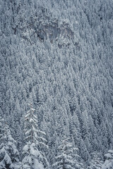 Coniferous forest growing on a rocky wall, Western Tatra Mountains, Poland. Forest closeup in winter. Selective focus on the trees, blurred background.