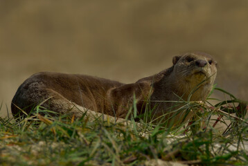 Naklejka na ściany i meble smooth-coated otter in the natural habitat
