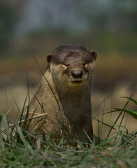 smooth-coated otter in the natural habitat