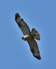 common buzzard bird flying over sky