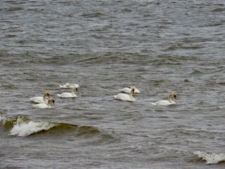 Flock of white swans swimming in Baltic sea by Saulkrasti town, Latvia, in bad weather rainy day