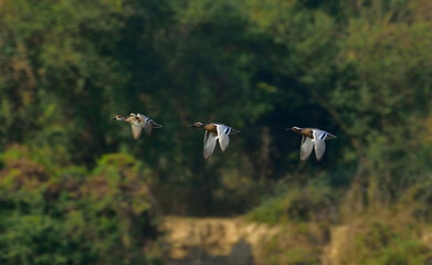 garganey duck bird in a team