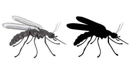 Stock vector illustration. Set of two mosquitoes - a mosquito in a cartoon style and its black silhouette isolated on a white background.