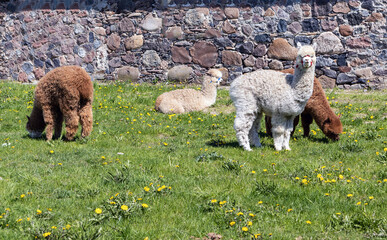 Four young alpacas entertain outdoors