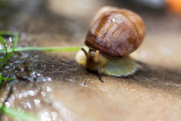 Large white snails-mollusks with a brown striped shell, crawling on rocks in the sun. Snail close - up in the natural environment,