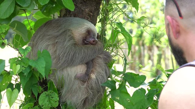 A tourist at an animal park, taking pictures (with a smartphone) of a cute sloth, peacefully sleeping while hugged to a tree.