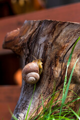 Obraz premium Large white snails-mollusks with a brown striped shell, crawling on rocks in the sun. Snail close - up in the natural environment,