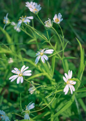 White flowers of starwort (Stellaria graminea) with a blurred background of green leaves. It blooms in springtime and grows in rural fields and meadows.
