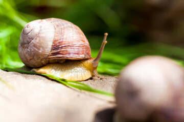 Large white snails-mollusks with a brown striped shell, crawling on rocks in the sun. Snail close - up in the natural environment,