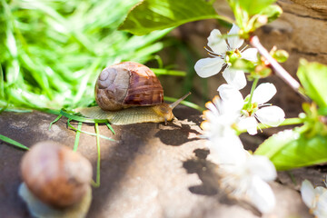 Large white snails-mollusks with a brown striped shell, crawling on rocks in the sun. Snail close - up in the natural environment,