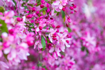 Apple tree in bloom, pink bright flowers. Spring flowering of the apple orchard. Floral background for presentations, posters, banners, and greeting cards.