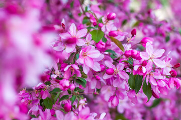 Apple tree in bloom, pink bright flowers. Spring flowering of the apple orchard. Floral background for presentations, posters, banners, and greeting cards.