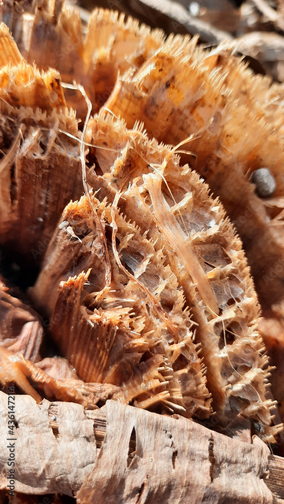 Poster banana stump fibers in full frame and macro closeup for backgrounds.