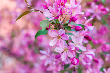 Apple tree in bloom, pink bright flowers. Spring flowering of the apple orchard. Floral background for presentations, posters, banners, and greeting cards.