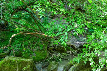 Fototapeta premium Green forest in May. Background Nature.