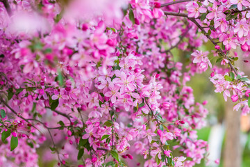 Fototapeta premium Apple tree in bloom, pink bright flowers. Spring flowering of the apple orchard. Floral background for presentations, posters, banners, and greeting cards.