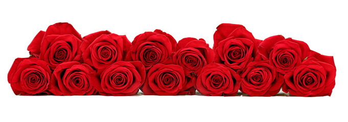 Beautiful red roses arranged as a horizontal border over white