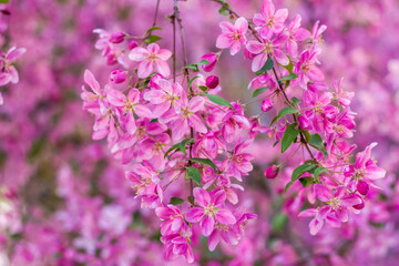 Apple tree in bloom, pink bright flowers. Spring flowering of the apple orchard. Floral background for presentations, posters, banners, and greeting cards.