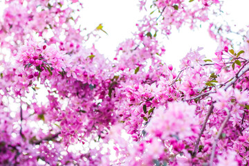 Apple tree in bloom, pink bright flowers. Spring flowering of the apple orchard. Floral background for presentations, posters, banners, and greeting cards.